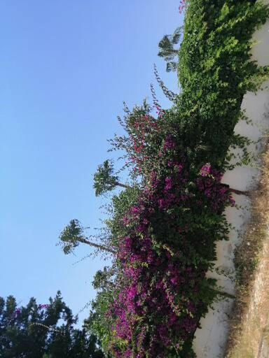 Cimtur Tatil Sitesi 3+1 Villa Аланя Екстериор снимка